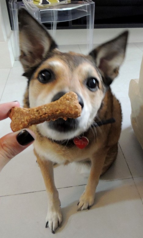 biscoito canino